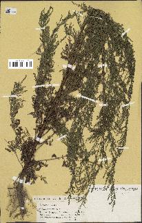 spécimen de Artemisia annua