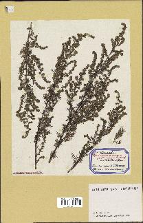 spécimen de Artemisia annua