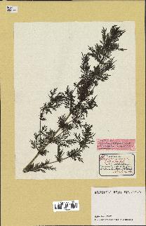 spécimen de Artemisia annua