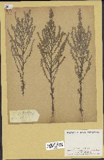 spécimen de Artemisia caerulescens