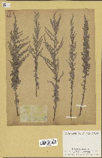 spécimen de Artemisia caerulescens