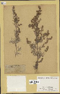 spécimen de Artemisia arborescens