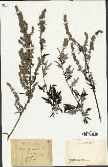 spécimen de Artemisia vulgaris