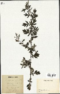 spécimen de Artemisia vulgaris