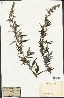 spécimen de Artemisia vulgaris