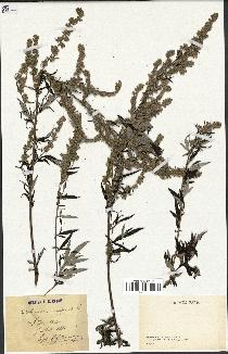 spécimen de Artemisia vulgaris