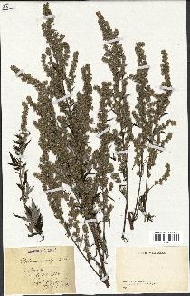 spécimen de Artemisia vulgaris