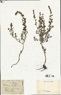 spécimen de Artemisia atrata