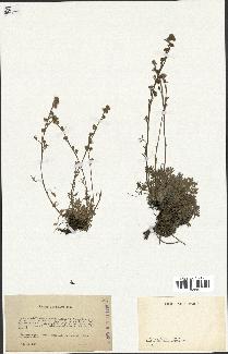 spécimen de Artemisia mutellina