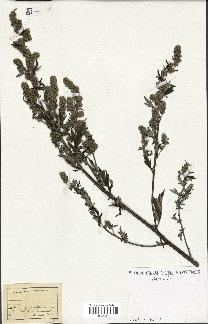 spécimen de Artemisia sp.