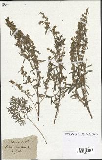 spécimen de Artemisia absinthium