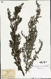 spécimen de Artemisia sp.