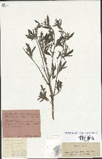 spécimen de Artemisia absinthium