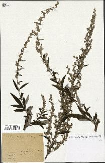 spécimen de Artemisia vulgaris