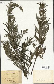 spécimen de Artemisia verlotiorum