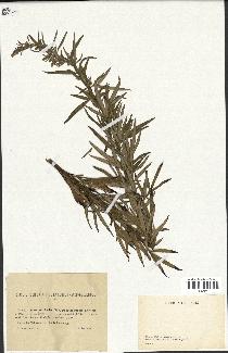 spécimen de Artemisia verlotiorum