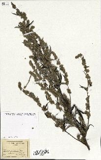 spécimen de Artemisia sp.