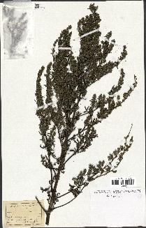 spécimen de Artemisia sp.