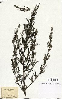 spécimen de Artemisia sp.