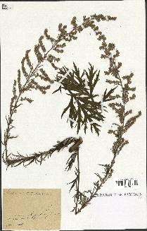 spécimen de Artemisia vulgaris