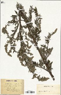 spécimen de Artemisia vulgaris