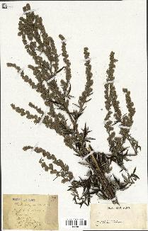 spécimen de Artemisia vulgaris