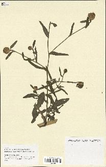 spécimen de Centaurea diluta