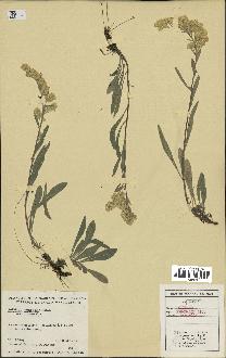 spécimen de Solidago nemoralis