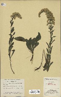 spécimen de Solidago nemoralis