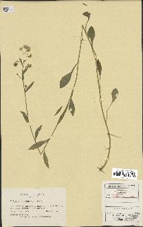 spécimen de Erigeron annuus