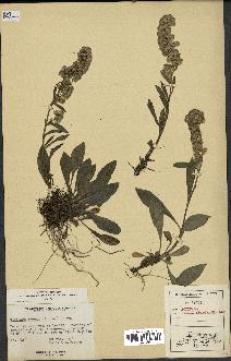 spécimen de Solidago randii