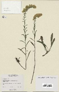 spécimen de Solidago nemoralis