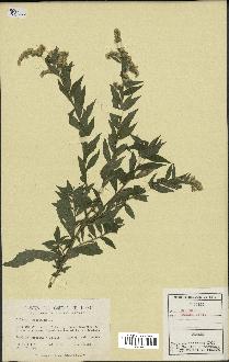 spécimen de Solidago rugosa