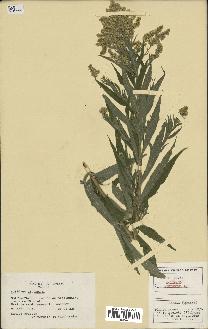 spécimen de Solidago altissima