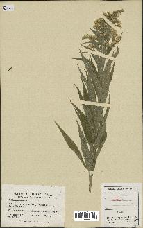 spécimen de Solidago altissima