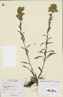spécimen de Solidago nemoralis