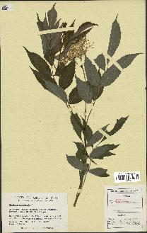 spécimen de Sambucus canadensis