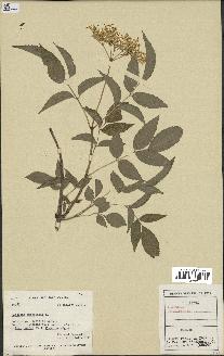 spécimen de Sambucus canadensis