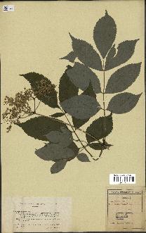 spécimen de Sambucus canadensis