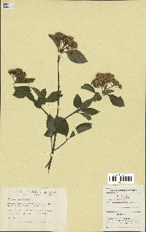 spécimen de Viburnum cassinoides