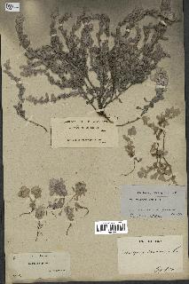 spécimen de Micropus supinus