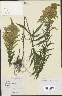 spécimen de Solidago canadensis