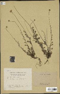 spécimen de Anthemis tinctoria