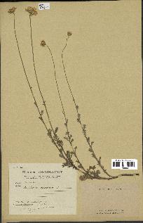 spécimen de Anthemis tinctoria