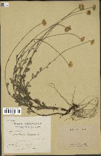 spécimen de Anthemis tinctoria