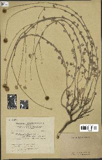 spécimen de Anthemis tinctoria