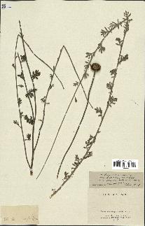 spécimen de Anthemis tinctoria