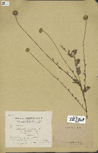 spécimen de Anthemis tinctoria
