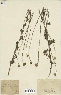 spécimen de Anthemis tinctoria