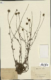 spécimen de Anthemis tinctoria
